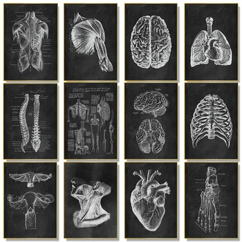 Черно-бял човешки костно-мускулния апарат, Анатомия на сърцето, Плакат с виртуален скелет, HD Живопис върху платно и щампи, Стенно изкуство за декорация на дома в стаята